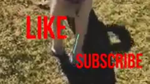 Funny Animals Video Best Dogs😹 and Cats🐶