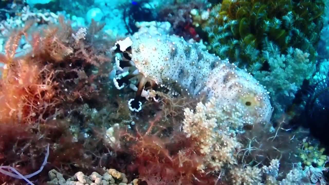 Sea ​​animal that resembles a leaf caterpillar