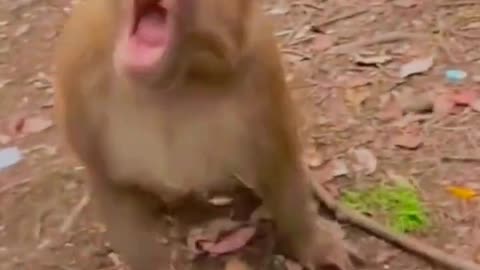 Monkey_dosen't_like_fun_#Amgry_animal