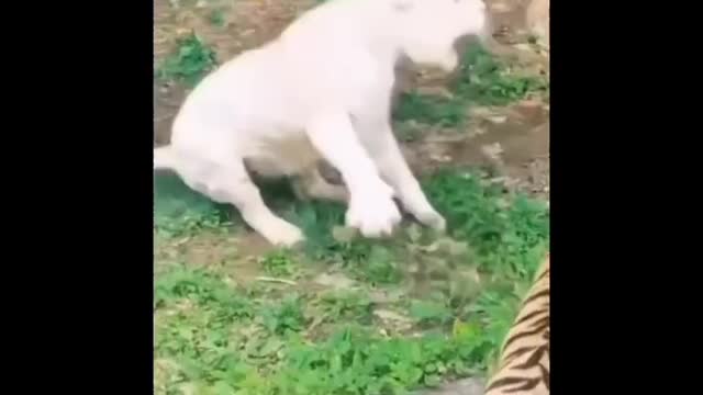 funny _animals _videos bellal animal world