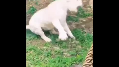 funny _animals _videos bellal animal world