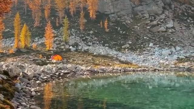 Autumn larches in Washington State