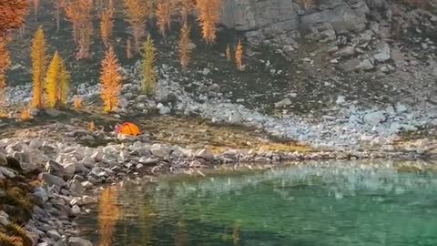 Autumn larches in Washington State