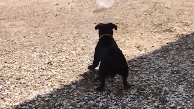 dog scared of plastic bag