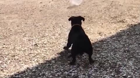 dog scared of plastic bag