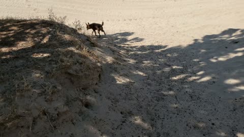 Sand Dogs