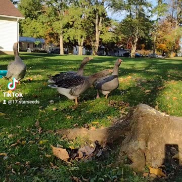 I Have No Idea What They Are Running From. 🤣