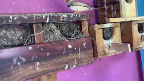 Zebra finch breeding progress || Colony progress