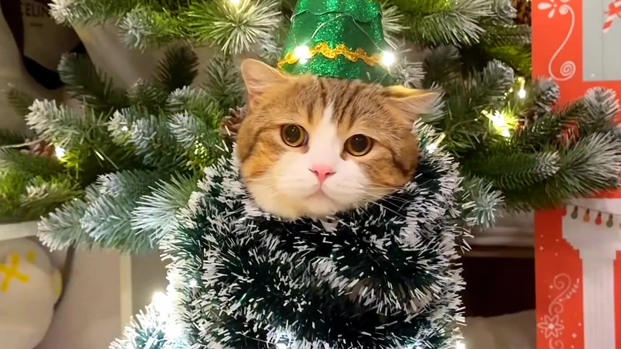 😻🎅🎄☃️