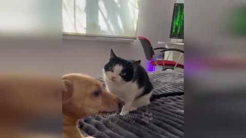 Cute pets playing with there toys