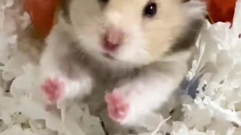 AdorableHamsterDuringsleep#viral#newreaction#new#tiktok#like#trending#shorts