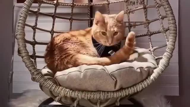 Cat like chillin and spend money