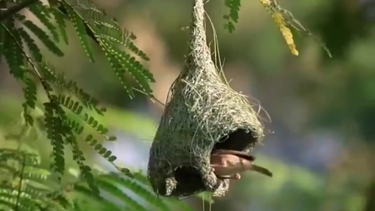 Bird making her nest