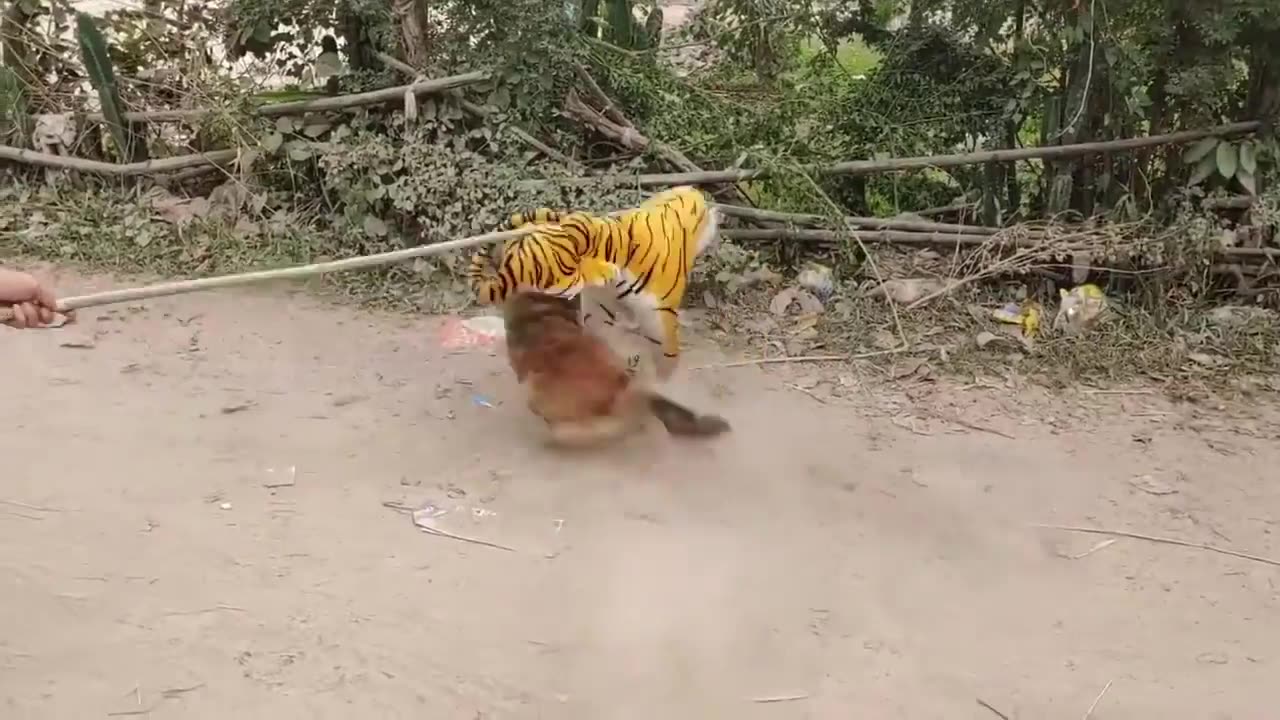 Fake tiger prank dog