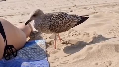 Funny seagull video