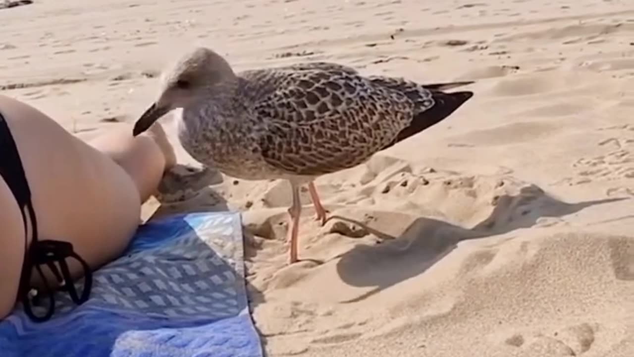 Funny seagull video