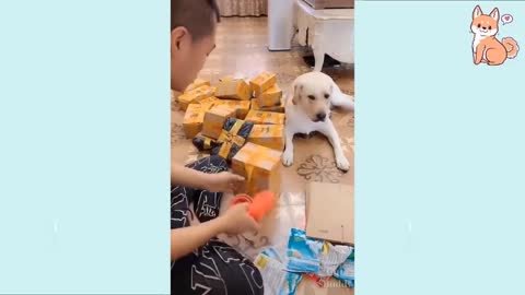 You will laugh at all the DOGS 🤣 Funny DOG Videos 😂🐶