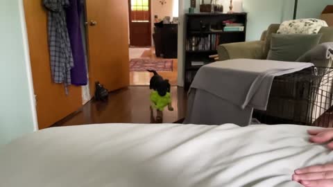 Dog Slips And Falls While Running To Get Up On Bed With a Toy In Their Mouth