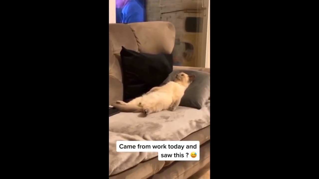 Cute animal funny videos short