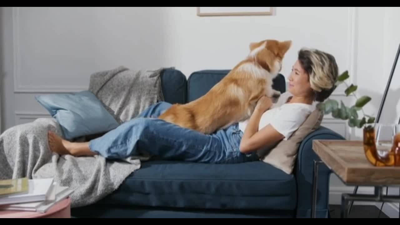 Have fun with dogs in the house .
