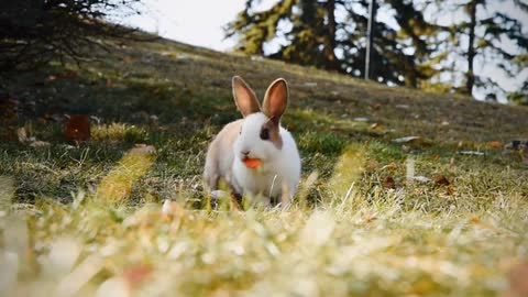 A Rabbit Foraging Outdoors