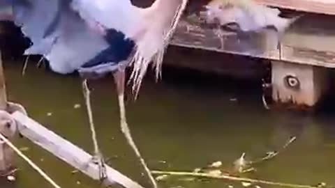 Incredible bird fishing🦤🐟