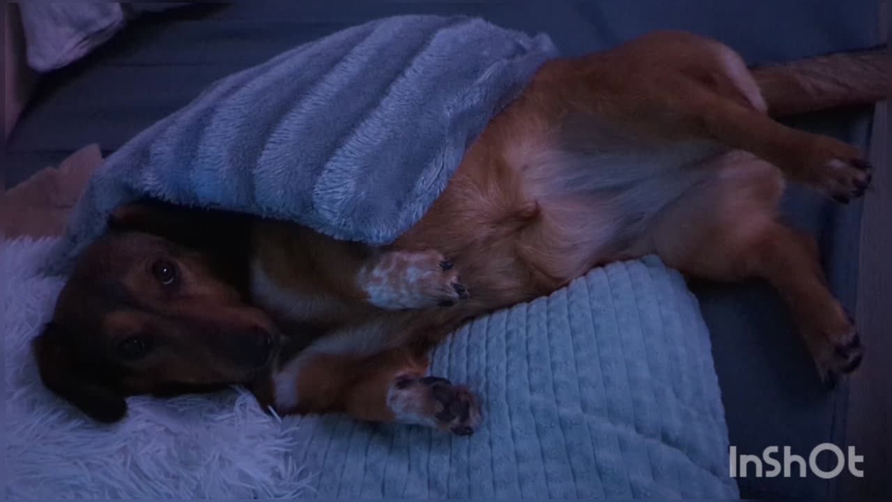 Dachshund mix comfortably lies in cushions