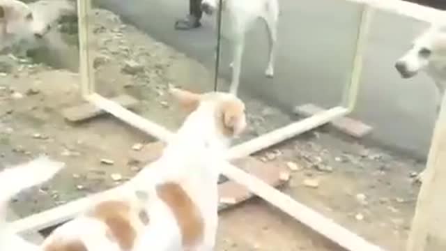 Funny Mirror Dog Prank