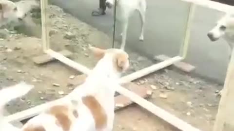 Funny Mirror Dog Prank