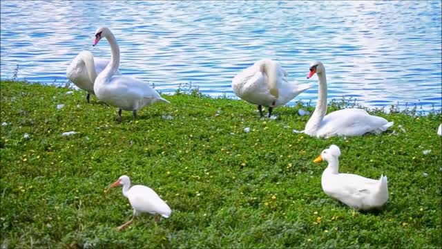 birds Beautiful Golden