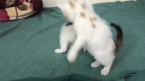 cute and funiest cats😻 vedio