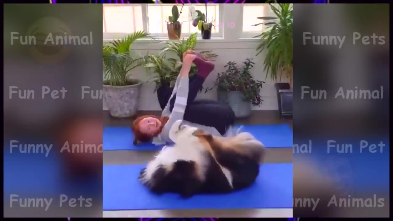 Funny Videos Of Animals