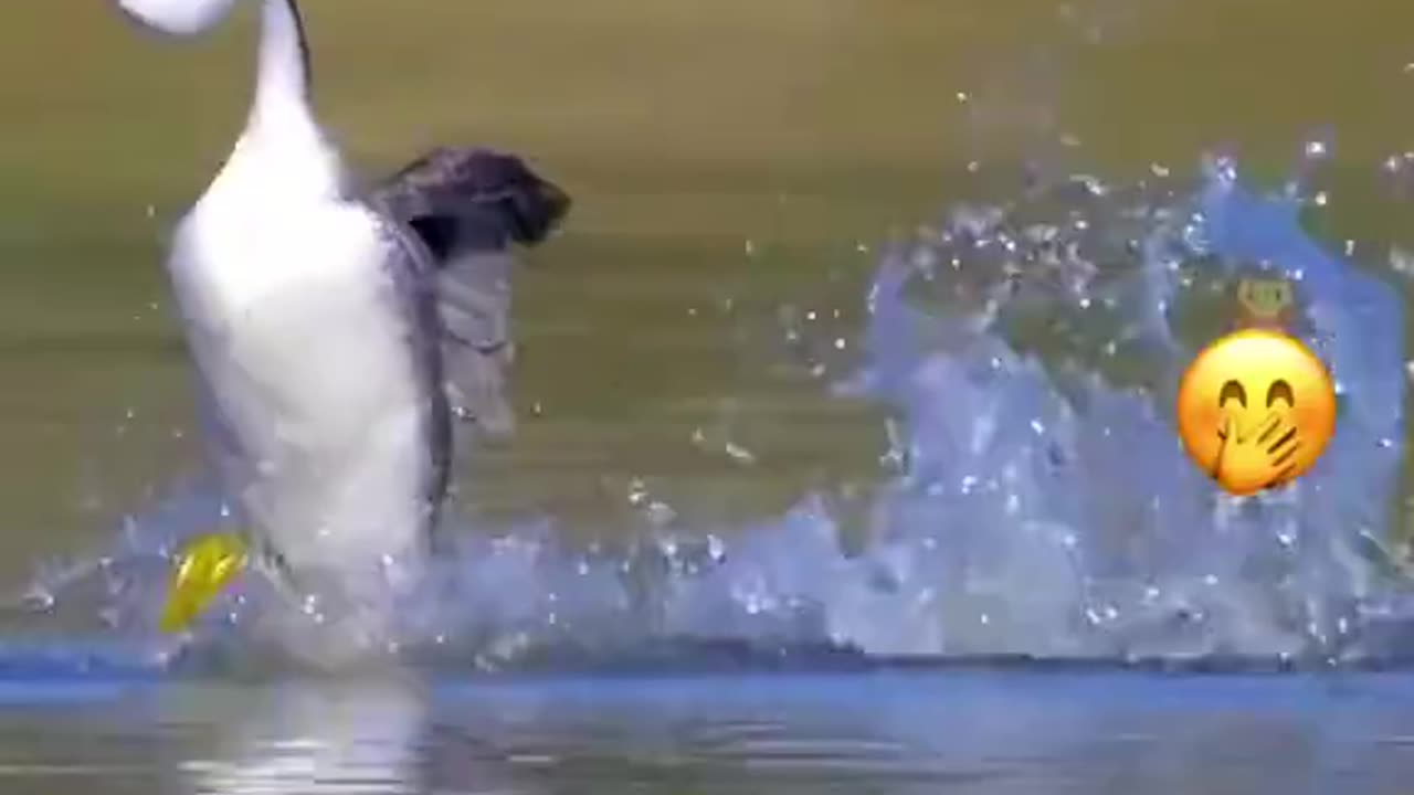 Funniest animal's videos ,funny video