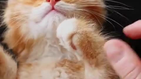 Cute kittens #cuteanimals #funnyanimals #cat