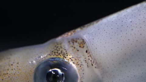 color changing squid