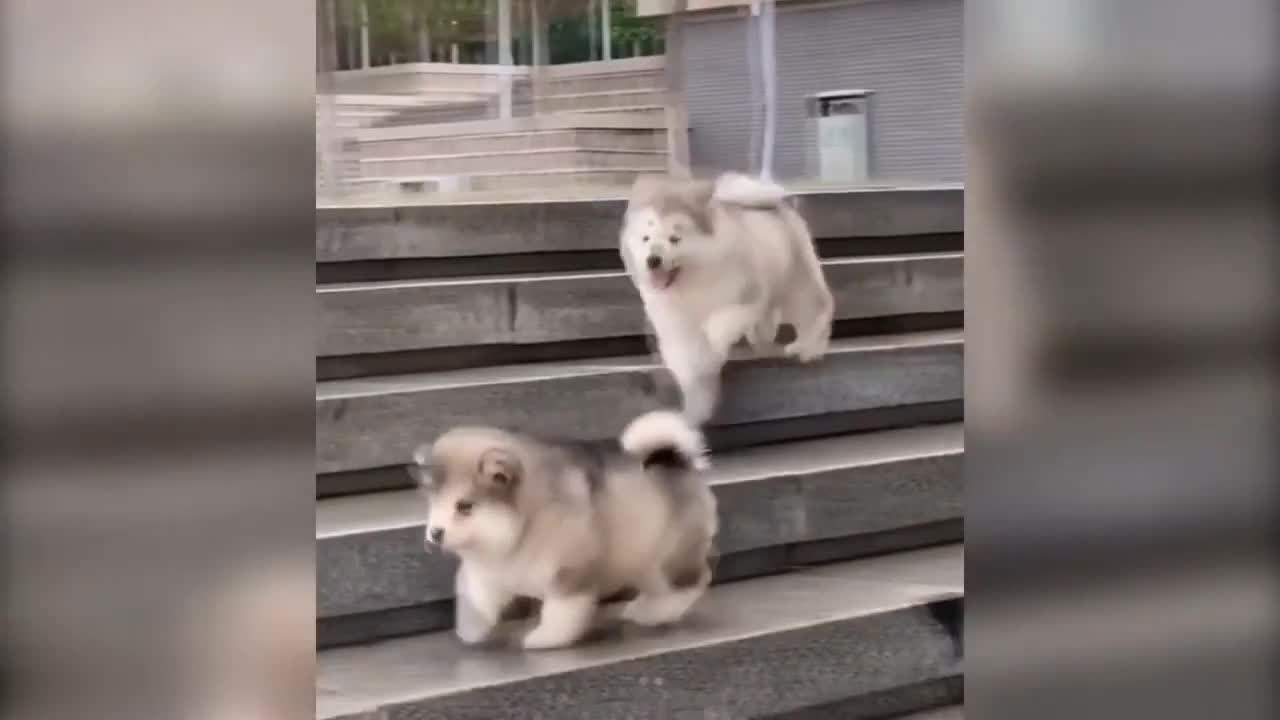 Cutest Husky Puppies Funny Moments Compilation 1