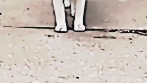 Cute cat revenge