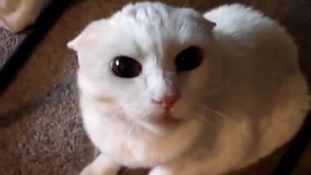 Dont pet this kitty pt 3 😼