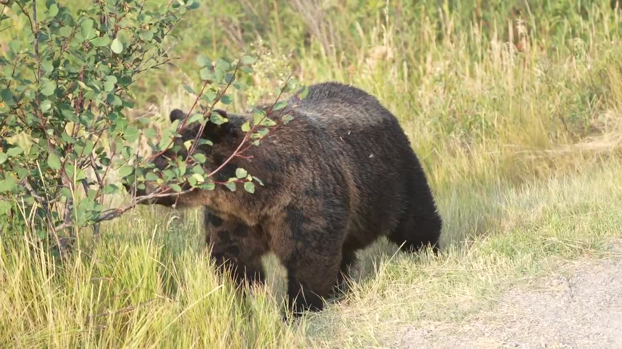 Grizzly Bear 399 looking happy and healthy in the fall of '22 after releasing her four cubs in May.