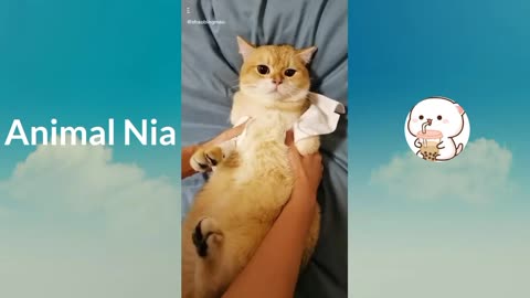 Funny Cat - Cute and Funny Cat Videos Animal Nia #18