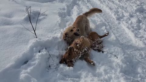 Golden Retriever's Wrestle in the Snow