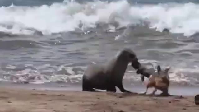 Seal Fish VS Jackal the Big Fight #shorts #shortsvideo #viral #video