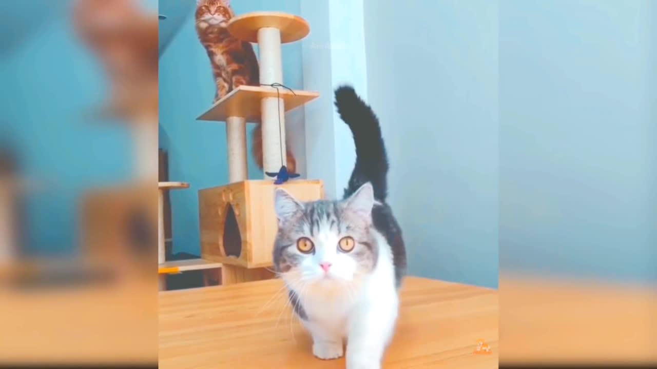 Cat funny video Cat waking video baby cat big eys