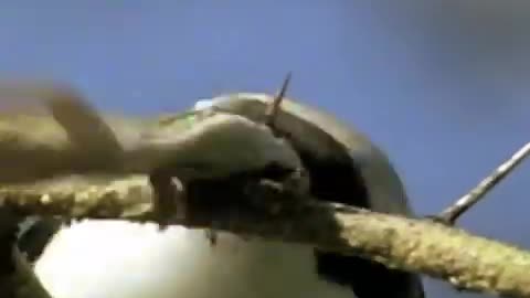 Would You Like To Have This Bird As Your Pet.🤔 - Facts About World - #ytshorts #shorts #animals