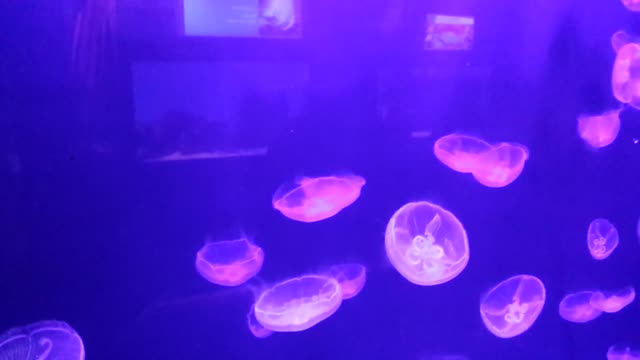 Jellyfish beautiful