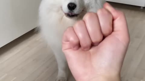 Dog showing middle finger ' my dog 🐶