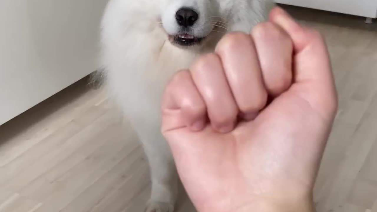 Dog showing middle finger ' my dog 🐶