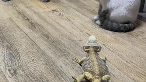 cat and lizard 01