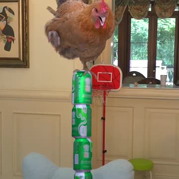 The cat and the rooster who is worse？