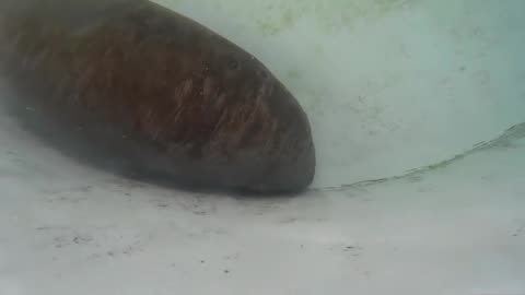 RESCUED BABY MANATEE CHASES TASTY BANANA AROUND ENCLOSURE 💕💕💕💕